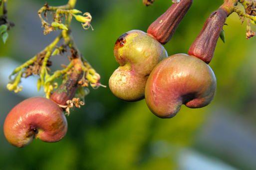 Hạt điều thô (Việt Nam): Trong khi hạt điều ở siêu thị đã được hấp để loại bỏ chất urushiol nguy hiểm, hạt điều thô ở ngoài chưa qua xử lý chất độc. Nếu ăn nhiều hạt điều thô, bạn có thể tử vong.