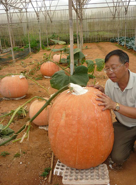 Ở Lâm Đồng từng xuất hiện quả bí ngô khổng lồ nặng 80kg, được thu hoạch tại vườn của gia đình ông Lê Hữu Phan ở đường Hồ Xuân Hương, TP Đà Lạt. Quả nhỏ nhất cũng nặng trên 10kg, lớn nhất lên tới 80kg. Đây là giống bí ngô có nguồn gốc từ Mỹ.