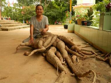 Ở Tây Ninh đã phát hiện cả bụi sắn dây nặng đến 90kg, thu hút sự chú ý của nhiều người dân. Cây sắn được trồng trong một ngôi chùa. Củ to nhất có chiều dài đến một mét.