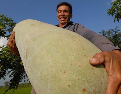 Gia đình ông Nguyễn Văn Thông (Cần Thơ) cũng từng sở hữu một trái bí đao cực lớn: 41kg, chiều dài 1m, đường kính khoảng 1,2m. Điều lạ là giàn bí của ông bị chết, sót lại duy nhất gốc bí đao. Cây bí này lại cho rất nhiều hoa, nhưng chỉ có một quả phát triển.