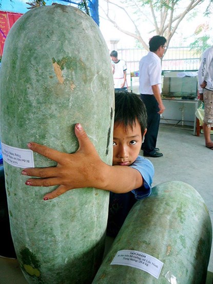 Còn trái bí đao bung trồng trên đất nuôi tôm của ông Trần Văn Chánh (ngụ tại xã Ninh Hòa, huyện Hồng Dân, Bạc Liêu) cũng thuộc hàng quả khủng khi nặng tới 32,8kg.