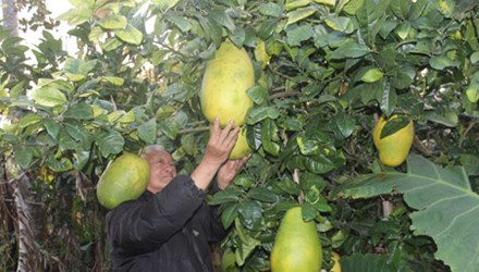 Ông Dương Quang Quế (78 tuổi, P.7, Đà Lạt, Lâm Đồng) đang sở hữu những cây chanh cho ra trái “khủng”. Trung bình mỗi trái chanh nặng 2-3kg, có trái lên đến 6kg. Đặc biệt giống chanh này không hạt, cho trái quanh năm, vị ngọt thanh, cùi rất dày và có thể để được 3 tháng.