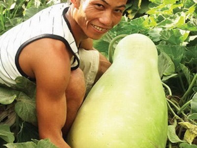 Anh Trương Thành Lê ở Ninh Thuận đã trồng được một quả bầu nặng tới 35kg. Quả bầu này dài 0,7m, chu vi vòng tròn lớn nhất đo được 1m. Quả bầu này xuất phát từ một dây bầu mọc tự nhiên sau vườn nhà anh.