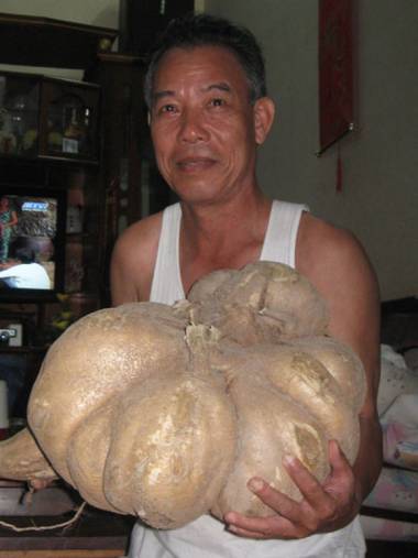 Củ đậu nặng 16kg, có đường kính khoảng 6 tấc của gia đình ông Hồ Quốc Nam (ở huyện Giá Rai, Bạc Liêu) đã khiến cả xóm rất thích thú. Ông không hề chăm bón cầu kỳ, chỉ đào xới đất và đặt củ sắn giống mua ở chợ về trồng.