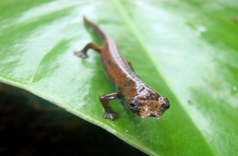 Kỳ giông ET (kỳ giông ngoài hành tinh). Loài kỳ giông này sống ở vùng rừng nhiệt đới Ecuador. Điều đặc biệt là loài này không hề có phổi. Nó “thở” qua da, hấp thụ oxy trực tiếp từ môi trường.