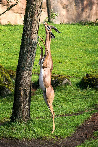 Loài linh dương Gerenuk có một chiếc cổ dài, những đôi chân khẳng khiu, giúp chúng có thể đứng bằng 2 chân sau và ăn những chiếc lá cây acacia (giống cây keo) trên các hoang mạc châu Phi.