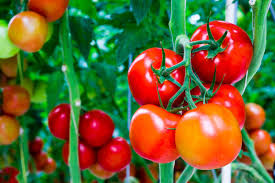 Cà chua có chứa axit tannic có thể hình thành chất khó tiêu trong dạ dày gây tắc nghẽn đường ruột trong quá trình sử dụng cùng với bia, rượu.