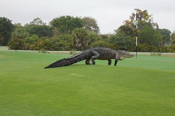 Hãi hùng cá sấu khổng lồ như khủng long bò vào sân golf
