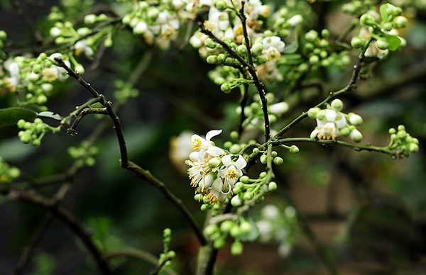 Hoa bưởi là hương thơm đặc trưng của những khu vườn quê Bắc bộ, chỉ một cây bưởi trong vườn nhưng đưa hương quyến rũ khắp con ngõ xa gần.