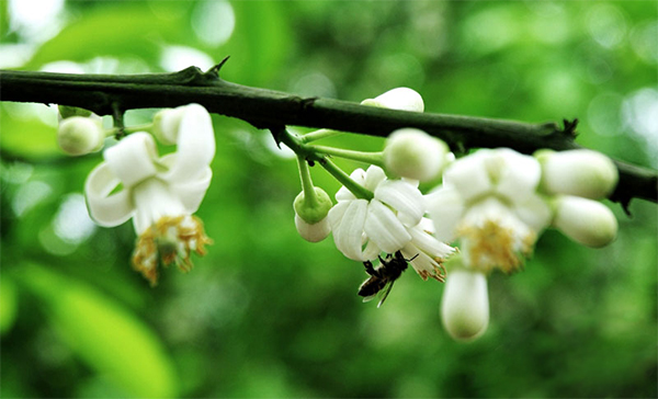 Những bông hoa trắng muốt, tinh khôi lặng lẽ tỏa hương.