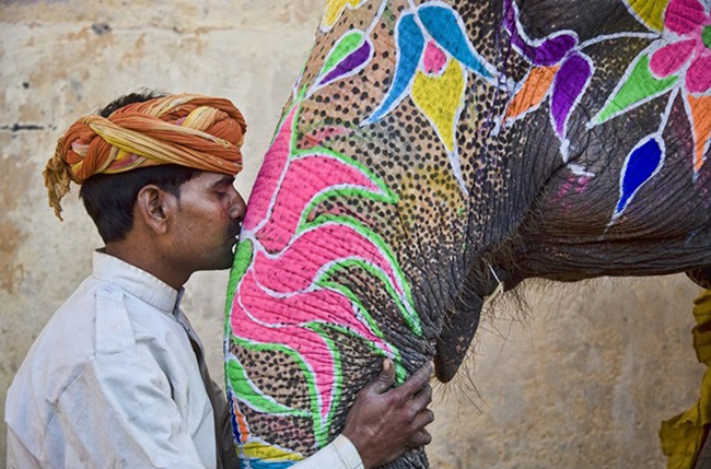 Tô màu cho voi là một tiết mục vô cùng độc đáo trong lễ hội diễn ra hàng năm ở Jaipur, Ấn Độ.