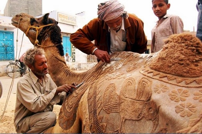 Tại thành phố Bikaner, phía Tây Bắc Ấn Độ, vào tháng Giêng hàng năm, có tổ chức một cuộc thi gọi là trang trí lạc đà.