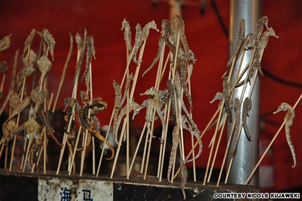 Cá ngựa: Với người Trung Quốc, cá ngựa có giá trị cao vì có khả năng bổ thận và thường được đem nấu súp. Nhưng tại chợ đêm Donghuamen, chúng được xiên que và rán, có vị như cá rán hoặc thịt hun khói.