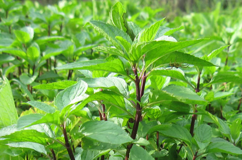 Cây húng quế - là một loại thảo dược vừa có lợi cho sức khỏe con người vừa giúp phòng chống và xua đuổi muỗi.