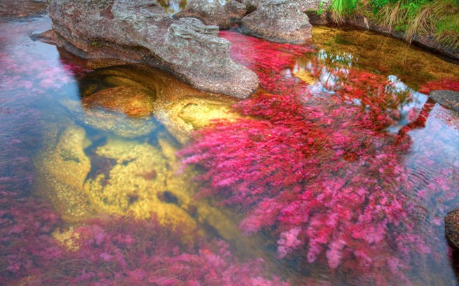 Dòng sông ngũ sắc Cano Cristales nằm trong địa phận của Columbia. Nơi đây được biết tới với vẻ đẹp thơ mộng hai bên bờ và còn nét đẹp lạ kỳ không nơi nào có được. Tùy theo mùa, dưới dòng nước in bóng các màu xen kẽ ngọc bích, đỏ, lam, da cam…