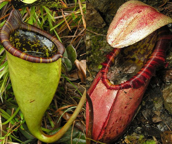 Loài cây nắp ấm khổng lồ - có tên khoa học là Nepenthes northiana - được tìm thấy trên một đỉnh núi ở Philippines.