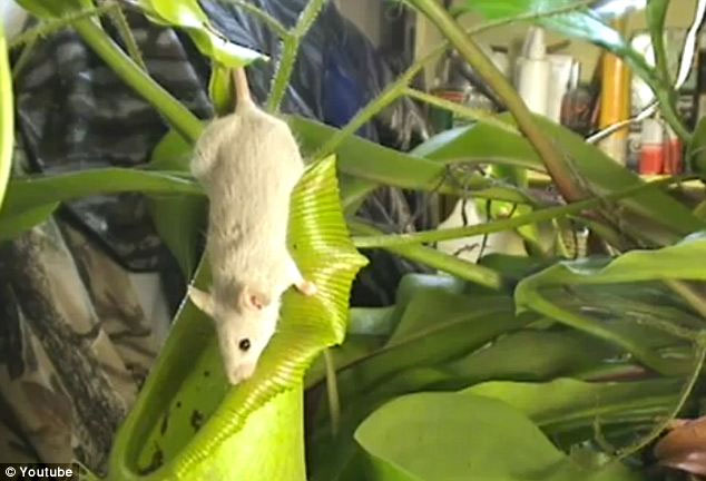 Nepenthes northiana được tin là thực vật ăn thịt lớn nhất thế giới khi chuột, thằn lằn đều trở thành mồi ngon của chúng.