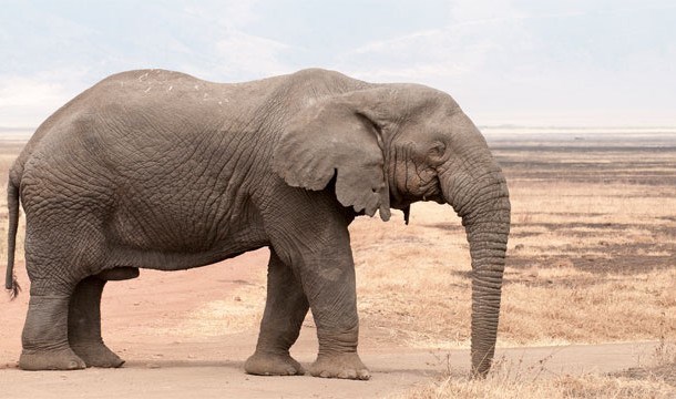 Voi là một trong số ít các loài động vật được biết đến có hành vi báo thù, từng có trường hợp con voi bị ngược đãi tự trốn thoát và sau đó trở lại giết tất cả những kẻ bắt cóc nó.