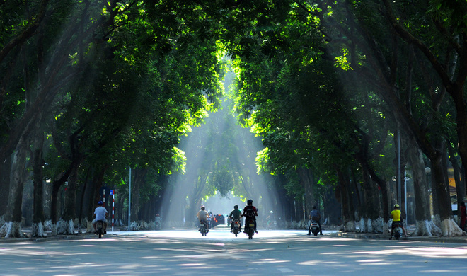 Cùng ngắm những hàng cây góp phần làm nên cái đẹp rất riêng ở các tuyến phố trên địa bàn Thủ đô.