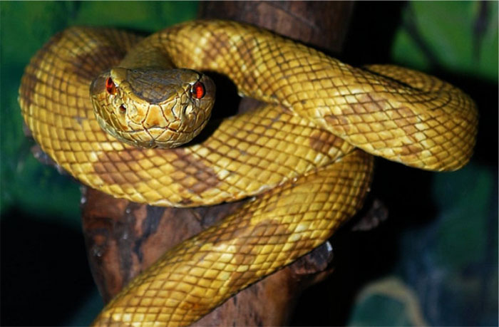 Những loài rắn siêu độc nguy hiểm nhất thế giới