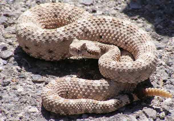 Rắn đuôi chuông Rattlesnake: Là một trong 10 loài rắn độc nhất hành tinh. Lượng nọc độc của chúng có thể nhanh chóng làm tê liệt hệ thần kinh các con mồi như chuột, chim và 1 số loài động vật khác ,khiến cho tim của nạn nhân ngừng đập chỉ một vài phút sau khi bị cắn.