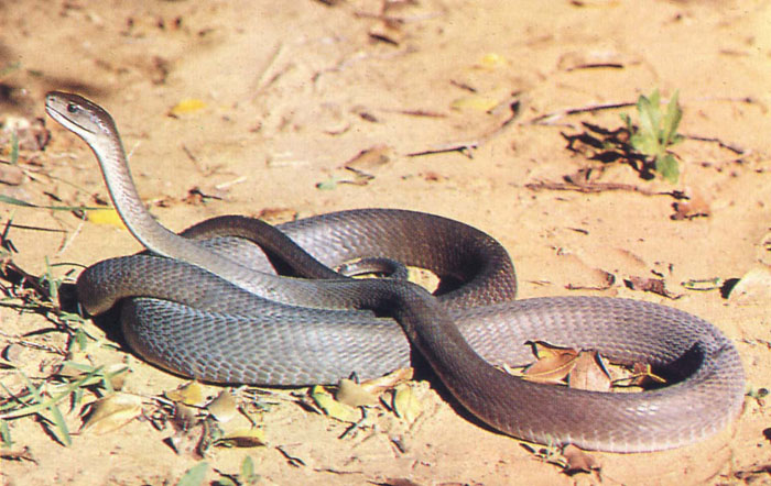 Rắn Mamba Đen: Sống trong các bui cây miền đông Châu Phi, chiều dài trung bình: 2 – 3m. Chúng hung hăng và di chuyển nhanh, màu sắc đa dạng. Nọc độc rắn Mamba đen có thể giết chết một con người trong 30 phút đến 2 giờ gây buồn ngủ, các vấn đề về thần kinh, tê liệt, và khó thở.