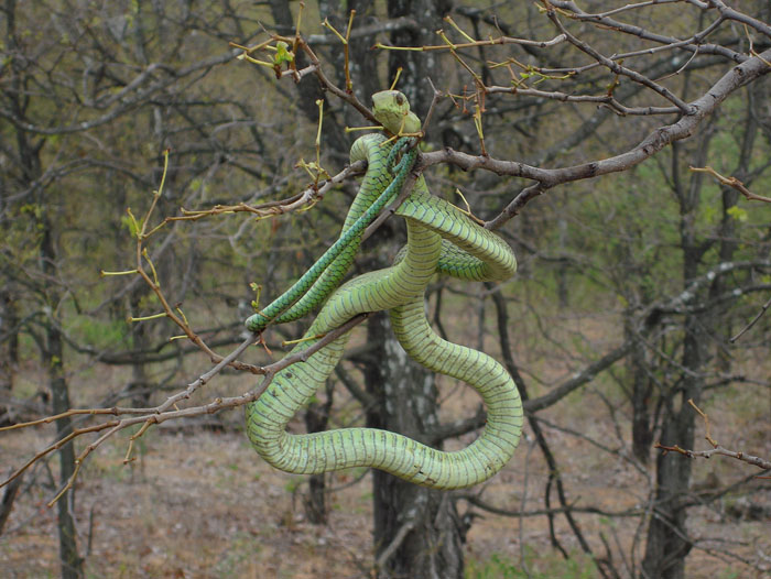 Rắn Boomslang: Sống ở miền Nam Châu Phi, có chiều dài trung bình: 1.2- 1.5 mét. Chúng có khả năng ngụy trang khó tin thành một cành cây khi săn mồi. Chúng thường tiêm từ từ một lượng nọc độc nhỏ để giết con mồi và chỉ tấn công khi bị kích động. Loài rắn này có tuổi đời khoảng 8 năm.