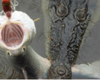 Ngư dân phát hoảng vì cá sấu “khổng lồ” cắn câu