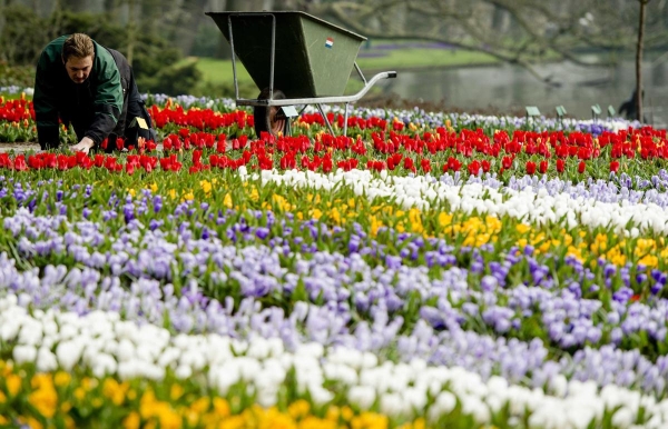 Người làm vườn chăm sóc hoa tulip tại công viên hoa lớn thứ 2 thế giới  Keukenhof ở Lisse, Hà Lan ngày 17/3.