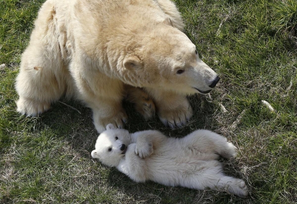 Chú gấu Bắc cực sinh ngày 26/11 vui chơi cùng mẹ tại công viên triển lãm động vật Marineland, Pháp ngày 9/3.