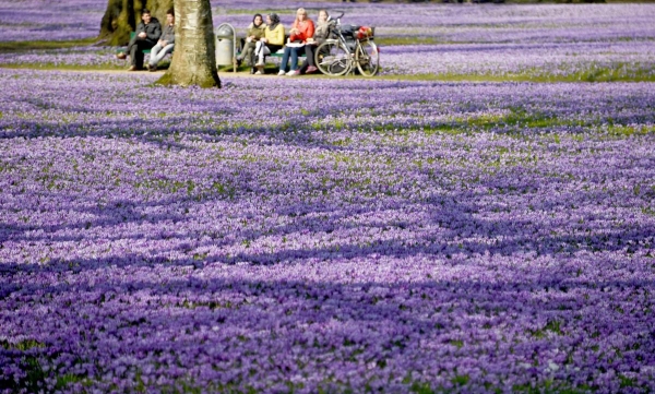 Nghệ tây nở hoa tím biếc xung quanh lâu đài Schlosspark tại Husum, Đức ngày 18/3.
