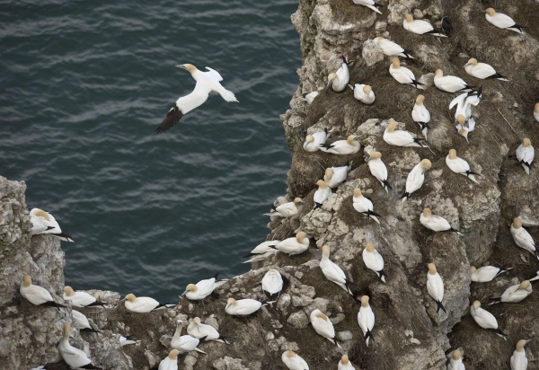 Chim biển làm tổ trên vách đá bãi biển gần Bridlington, miền Bắc nước Anh ngày 20/3.