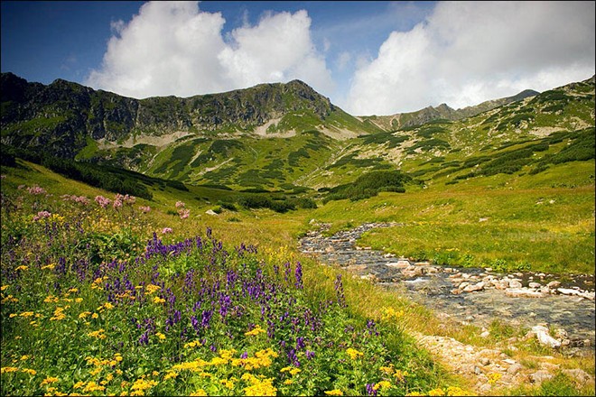 Những loài hoa đồng nội khoe sắc cạnh dòng suối trong vắt giữa màu xanh mướt của cây cỏ khiến núi Tatra (Ba Lan) có khung cảnh như trong truyện cổ tích.