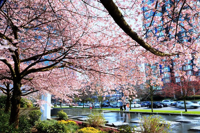 Anh đào nở kèm theo tiết trời mùa xuân trong sáng trở thành nét lãng mạn của thành phố Vancouver, Canada.