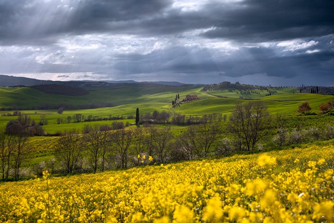 Những đồng hoa cải vàng rực cạnh những đồi cỏ mịn màng tạo ra khung cảnh đẹp đến khó tin tại Val d’Orcia, Tuscany, Italy.