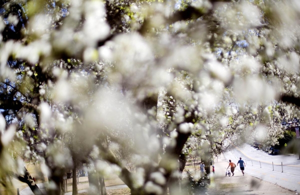Người dân đi bộ qua con đường hoa trắng muốt ở công viên Piedmont, Atlanta ngày 16/3.