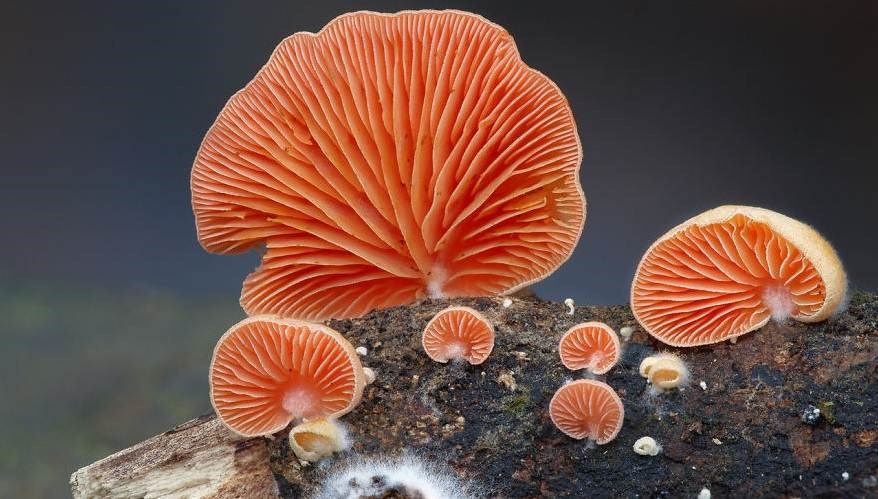 Nấm sò (Crepidotus) có hình dáng chẳng khác nào vỏ sò, với màu sắc cam sậm, loài nấm này cũng không kém phần nổi bật.