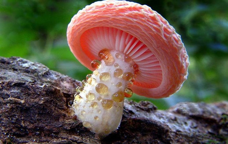 Nấm đào nhăn, loài nấm này có màu hồng rực rỡ khiến chúng cực kỳ nổi bật.