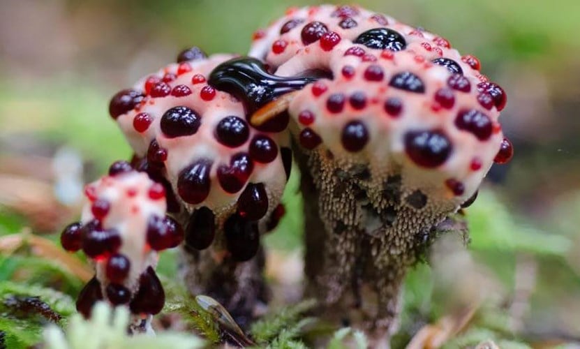 Nấm Hydnellum Peckii trông như đang rỉ máu đầy đau đớn.