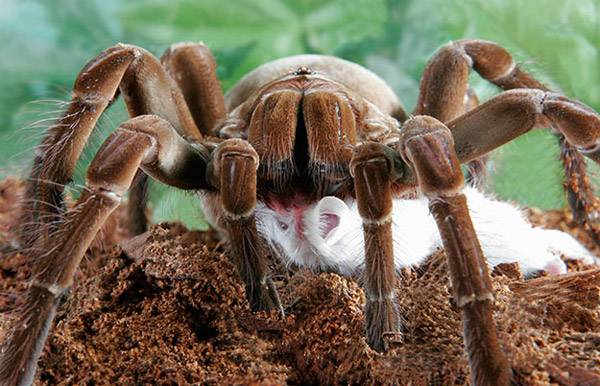 Có thể vì như vậy nên vòng đời của nhện đực là 3-6 năm còn vòng đời của nhện cái kéo dài từ 15-25 năm.