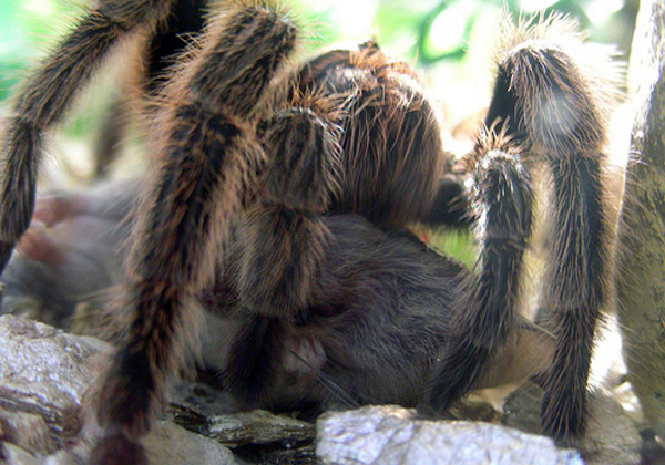 Tuy nhiên, với chiều dài chân gần 30cm, con nhện khủng nhất thế giới này có thể bắt cả con chuột và ăn sống mà không gặp phải sự kháng cự đáng kể nào. Đây là món ăn ưa thích của chúng.