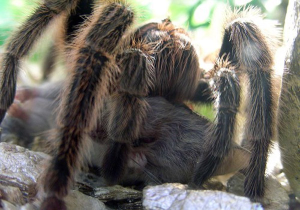 Chúng được coi là loài nhện lớn thứ hai trên thế giới (theo sải chân, đứng thứ hai sau nhện săn khổng lồ), và chúng có thể là lớn nhất theo khối lượng.