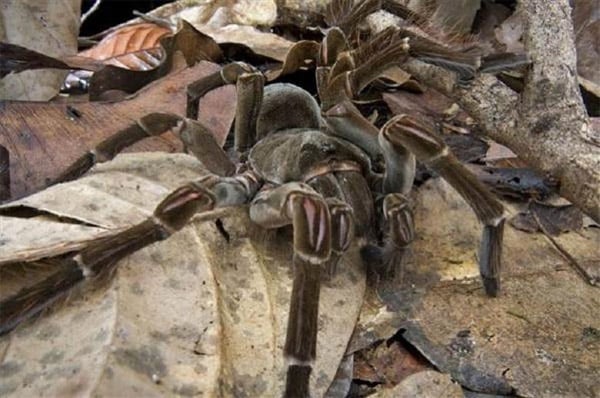 Những chú nhện khổng lồ sống ở vùng đầm lầy tại rừng nhiệt đới ở miền bắc Nam Mỹ.
