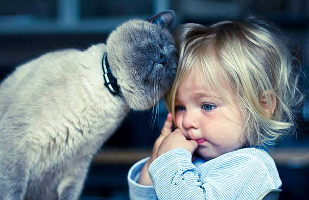 Mèo là người bạn chia sẽ tốt của bé.
