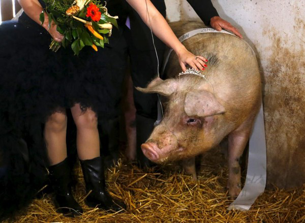 Cứ đến 31/3 hàng năm, người dân ở Hajmas, phía tây nam Hungary lại từng bừng tổ chức cuộc thi hoa hậu lợn để tìm ra “cô nàng” ỉn đẹp nhất vùng.