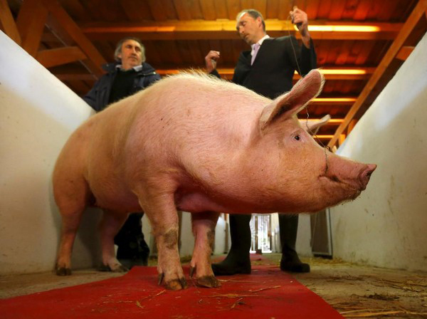 Cuộc thi hoa hậu lợn độc đáo ở Hungary này đã có truyền thống từ rất lâu, đây được xem là một sự kiện để chào mừng ngày… Cá tháng Tư.