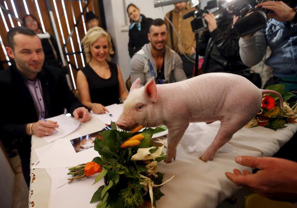Cuộc thi Hoa hậu dành cho lợn được tổ chức rất chuyên nghiệp, có sân khấu, thảm đỏ và cũng có Hội đồng Ban giám khảo.