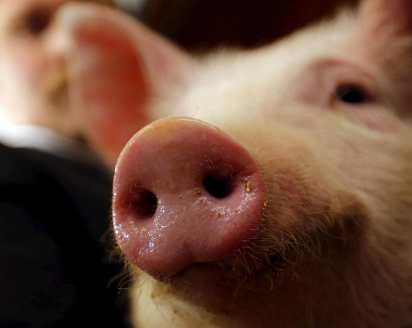 Tiêu chí chấm điểm cho các cô lợn gồm: kích thước, hình thể, sức khỏe…
