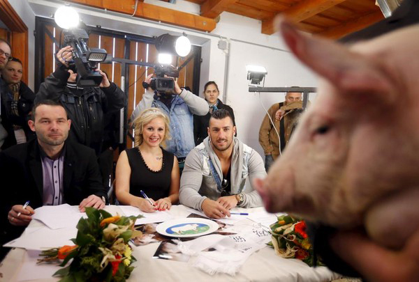 Hội đồng Ban giám khảo là những người rất công tâm có có chuyên môn đánh giá về vẻ đẹp của các nàng lợn.