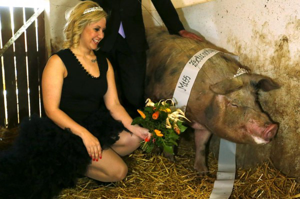 Cuối cùng, chiếc vương miện Hao hậu lợn cũng đã được trao cho nàng lợn này.
